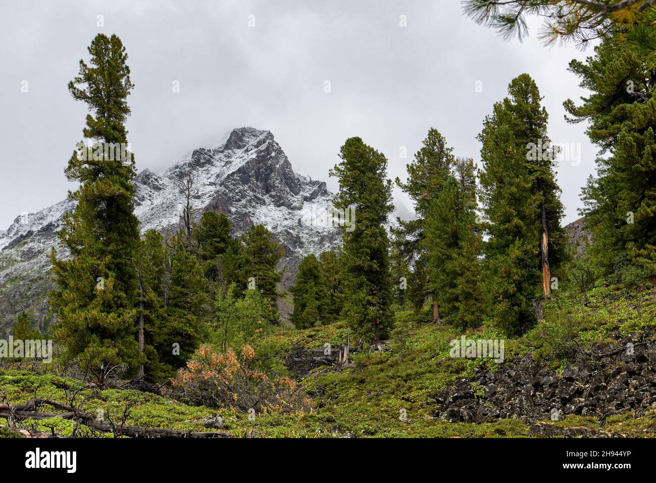 Old forest in the Siberian mountains. Overcast clouds. Eastern Sayan Mountains. Buryatia. Russia Stock Photo