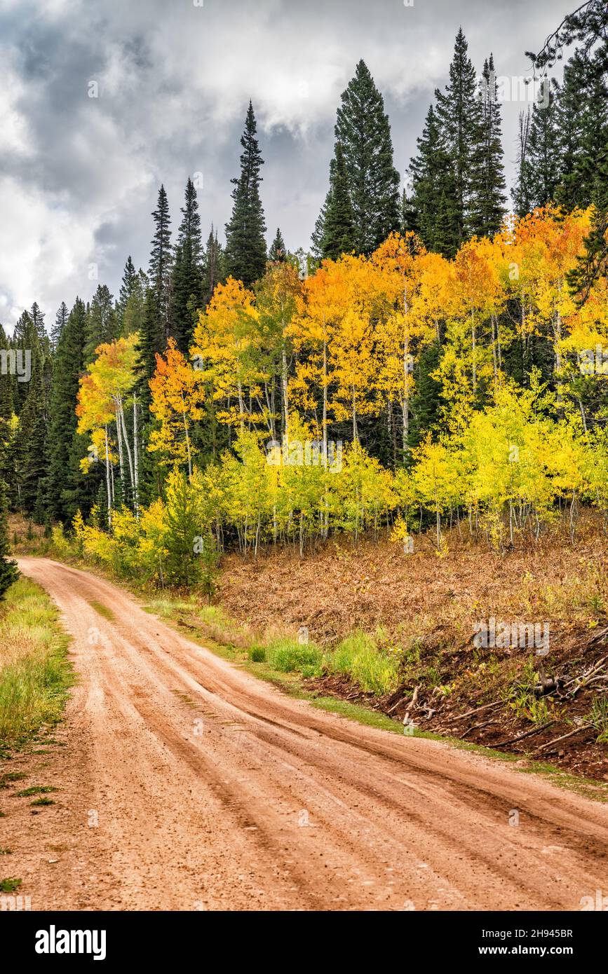 Aspen grove in autumn, FR 10162 aka Big Spring Backway, Hams Fork Ridge, Tunp Range, Bridger Teton National Forest, Wyoming, USA Stock Photo