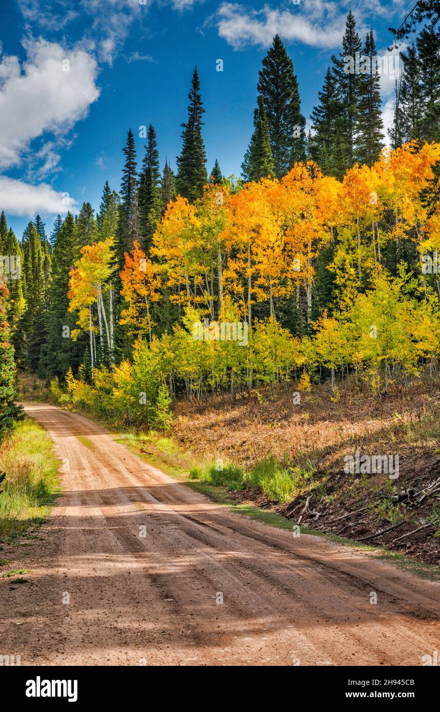 Aspen grove in autumn, FR 10162 aka Big Spring Backway, Hams Fork Ridge, Tunp Range, Bridger Teton National Forest, Wyoming, USA Stock Photo