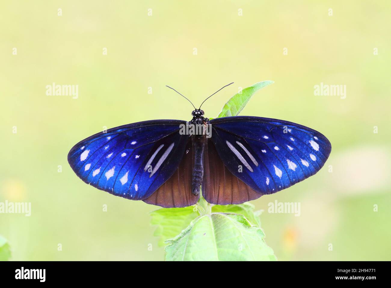 Double branded crow hi-res stock photography and images - Alamy