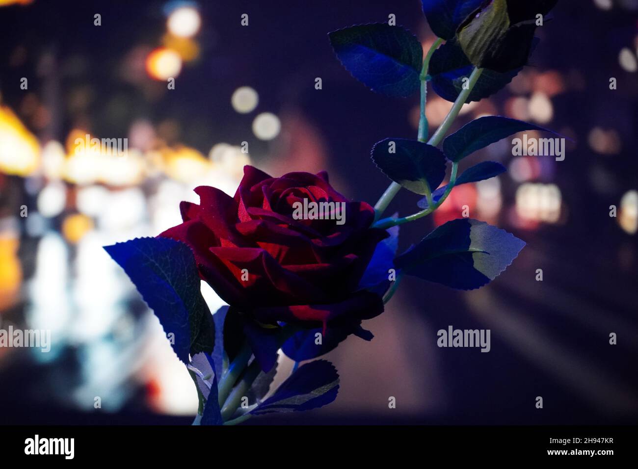 rose image on beautiful bg in night Stock Photo