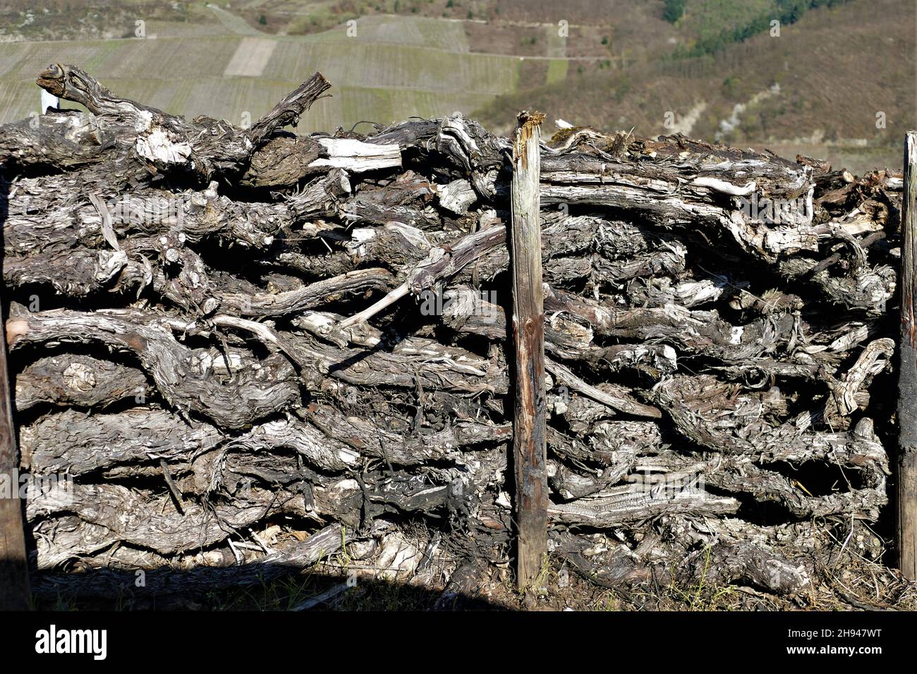 Rustic wood fence vines hi-res stock photography and images - Alamy