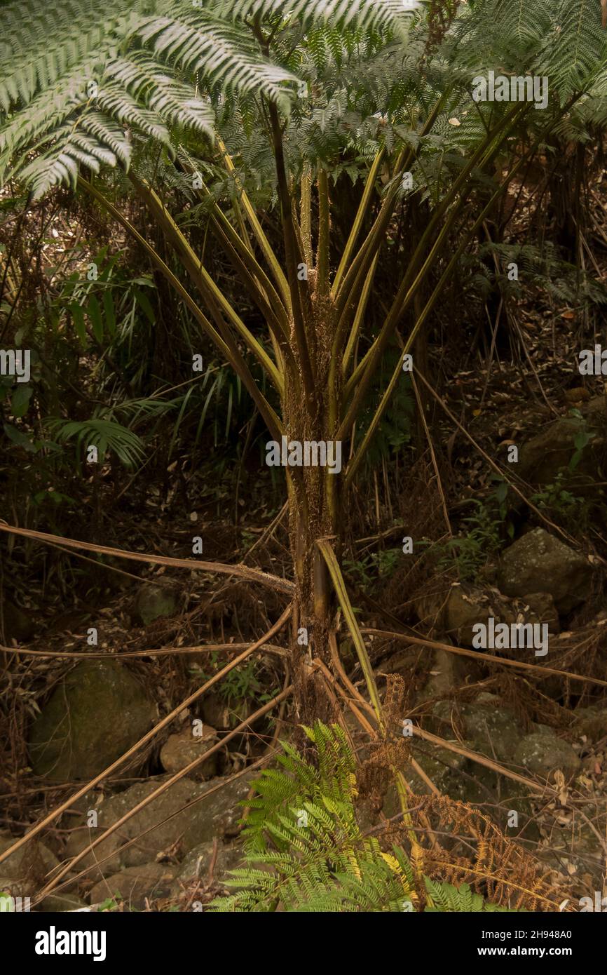Tree Fern, Cyathea cooperi, in subtropical lowland rainforest understorey on Tamborine Mountain, Queensland, Australia. Dull day, fallen fronds. Stock Photo