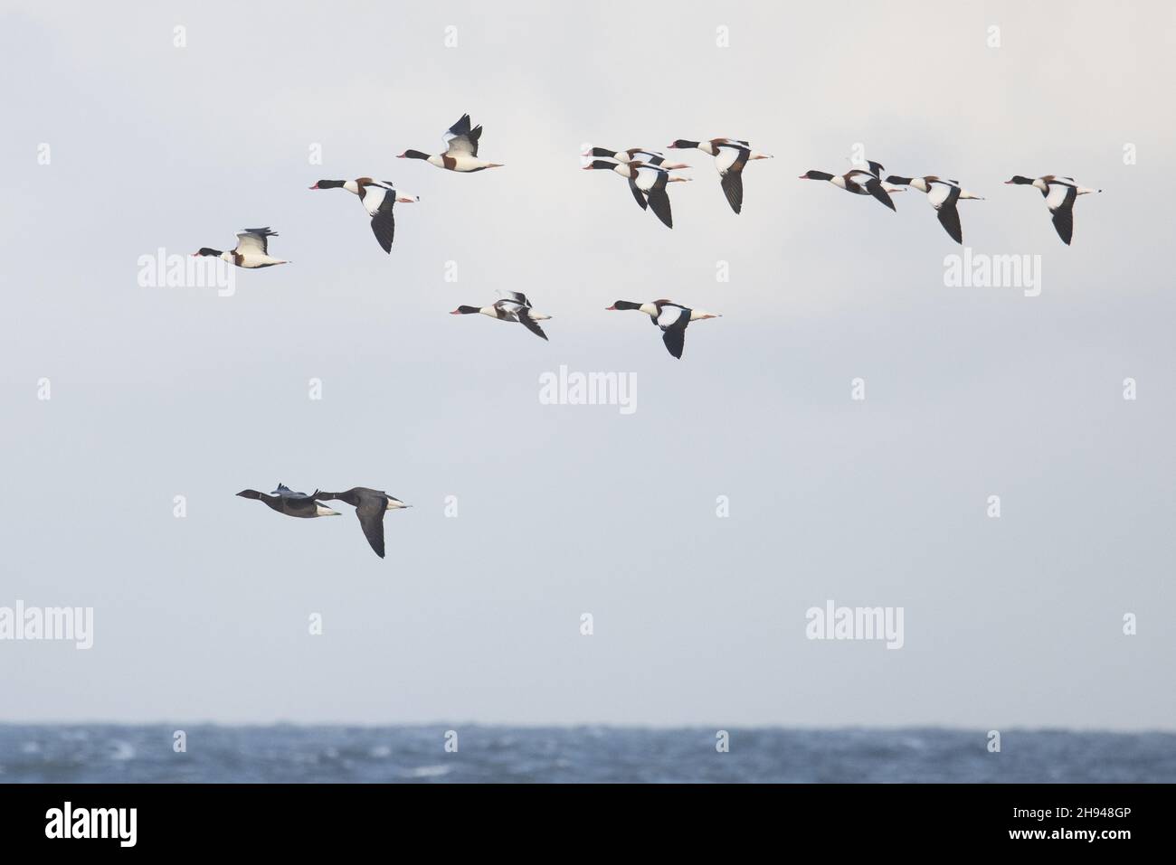 Shelduck (Tadorna tadorna) flock flying with two Dark-bellied Geese Cley Norfolk GB UK November 2021 Stock Photo
