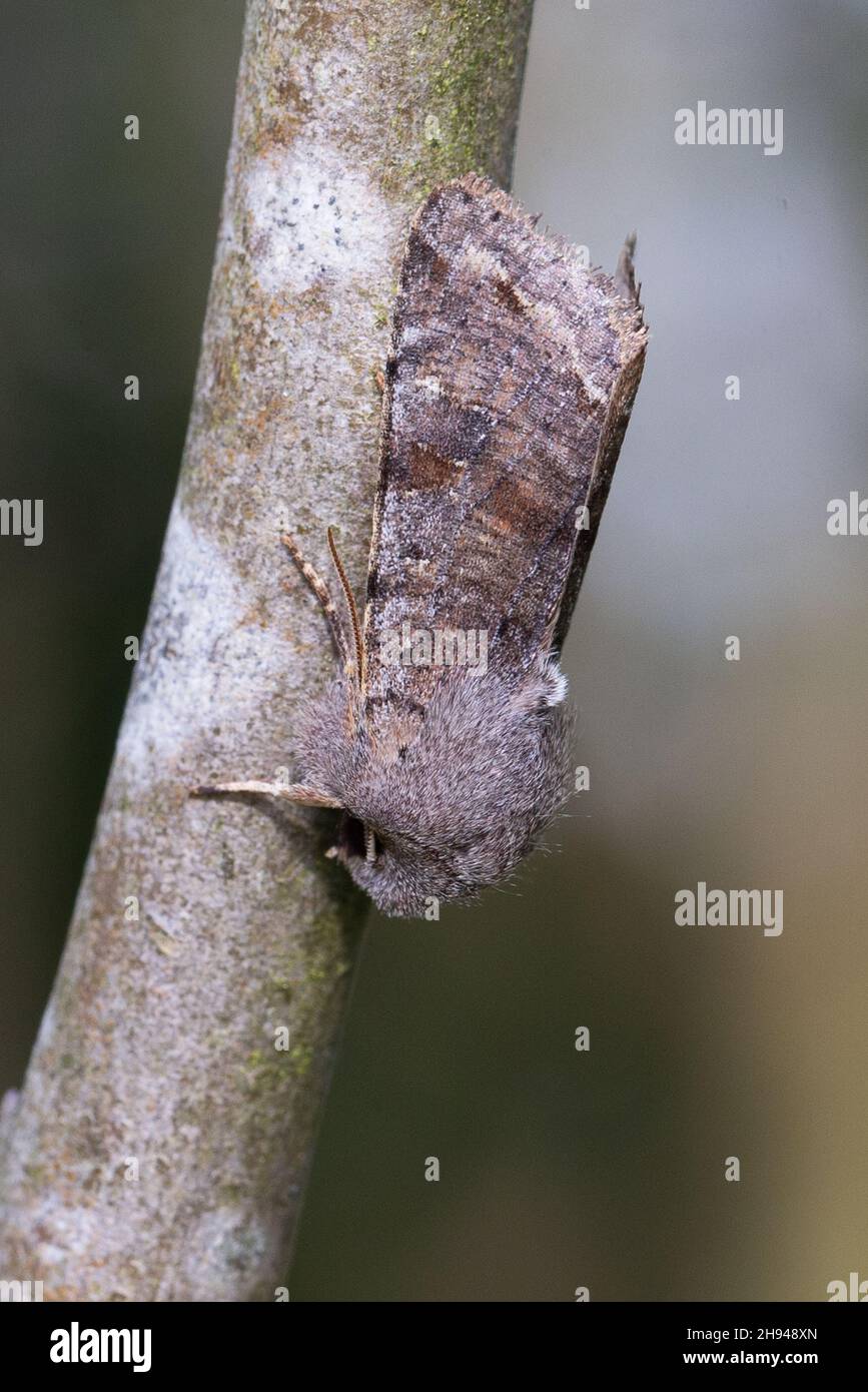 Clouded Drab (Orthosia incerta) Norwich GB UK April 2020 Stock Photo