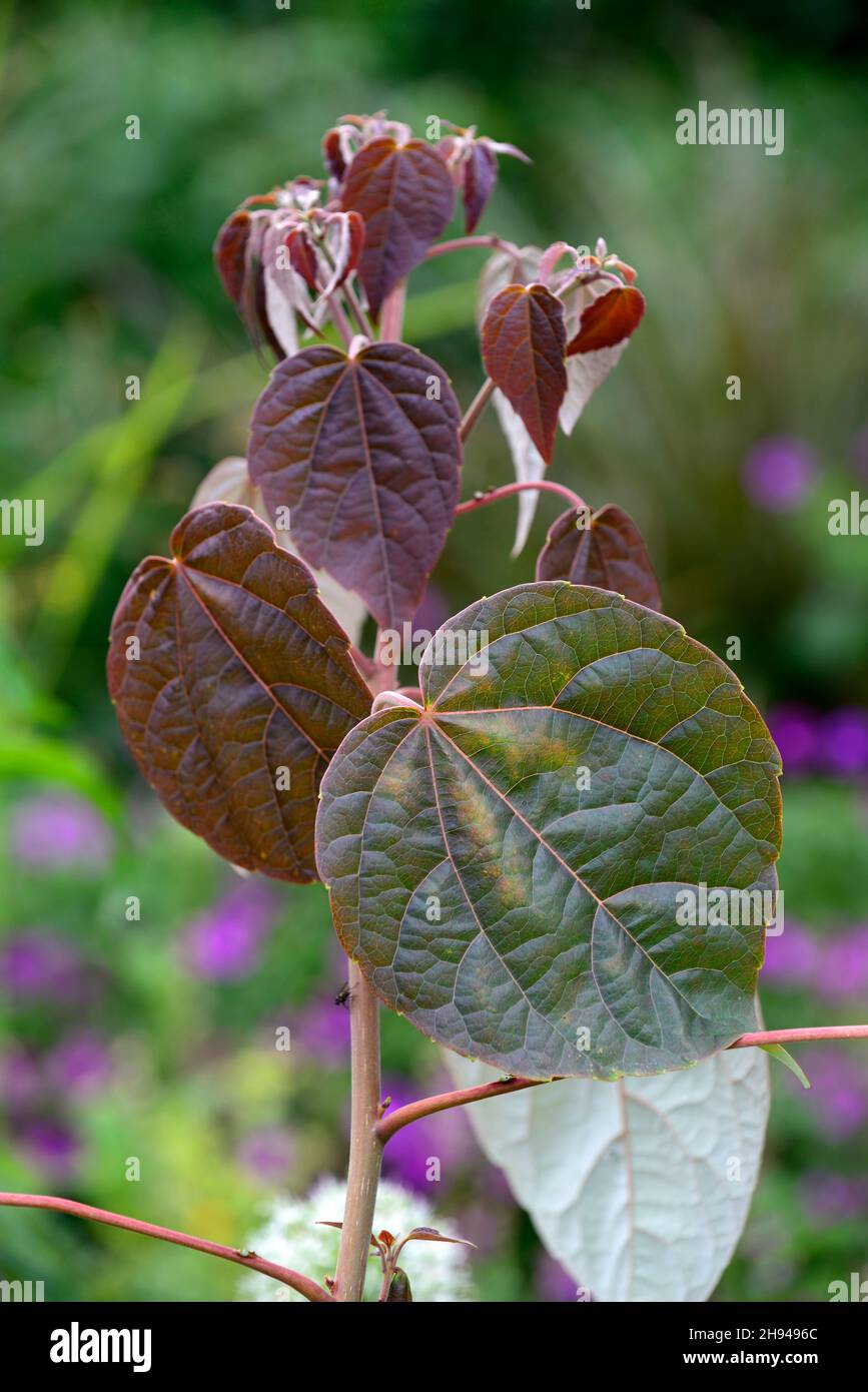 Idesia Polycarpa Vestida,leaves,foliage,tree,trees,purple leaves,RM Floral Stock Photo