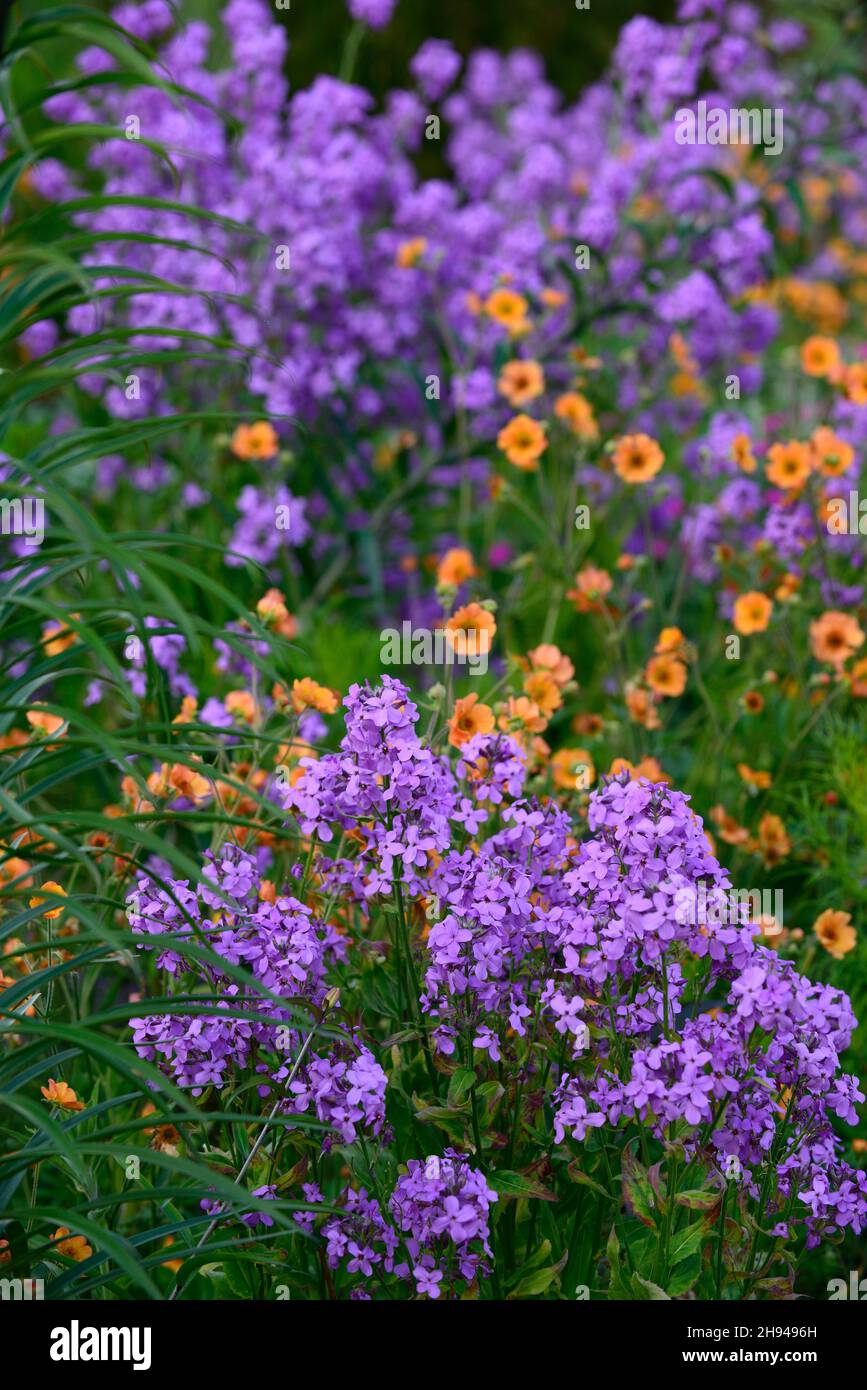 Sweet rocket, Hesperis matronalis,,geum totally tangerine,orange and purple flowers,flowering combination,mixed planting,spring,RM floral Stock Photo