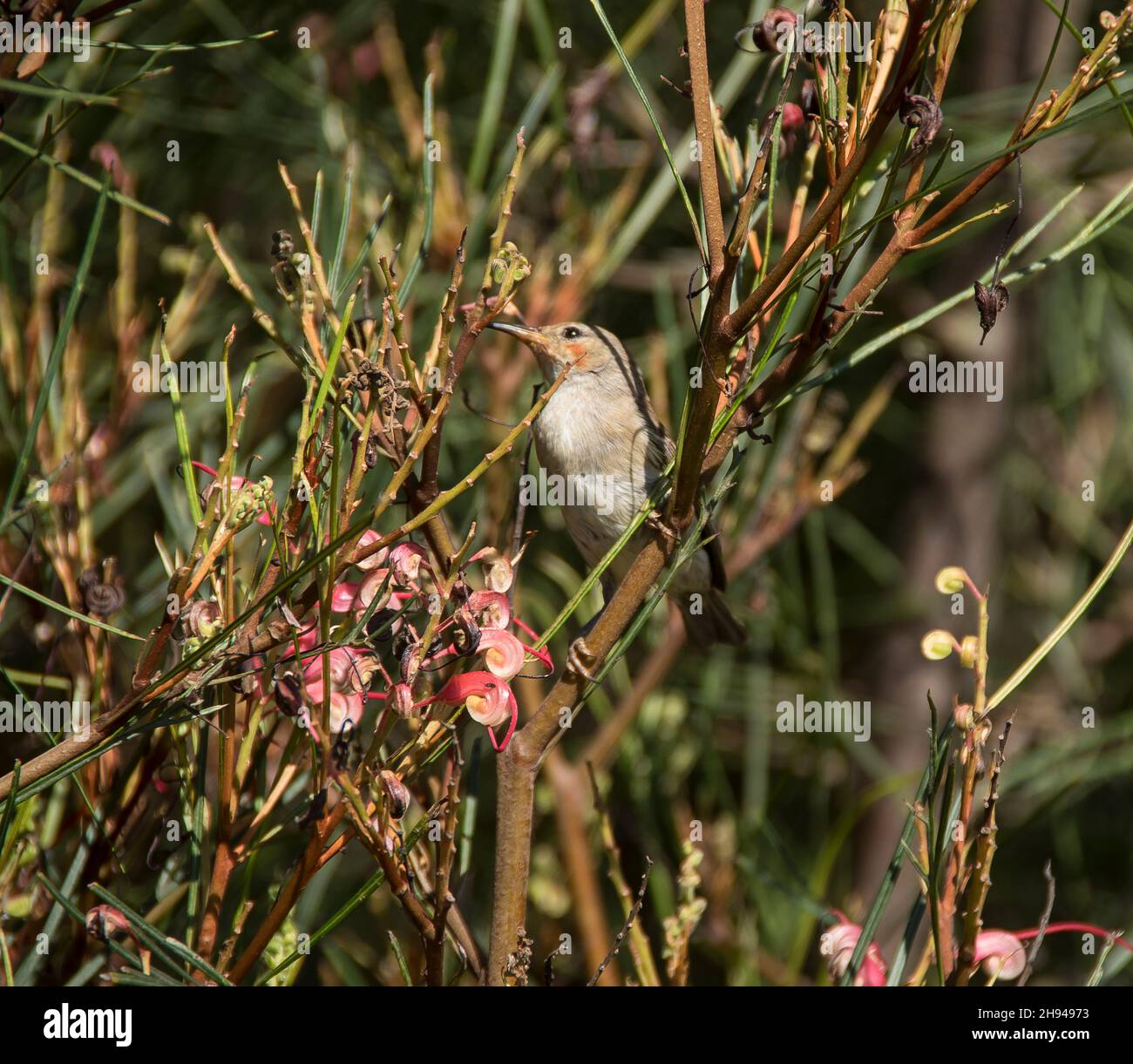 Tiny Australian female Scarlet Honeyeater, Myzomela sanguinolenta, perched in grevillea bush with pink flowers and green foliage. Queensland, spring. Stock Photo