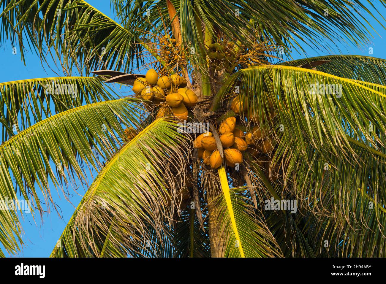 Ripe coconuts on a palm tree on a sunny evening. Sri Lanka Stock Photo