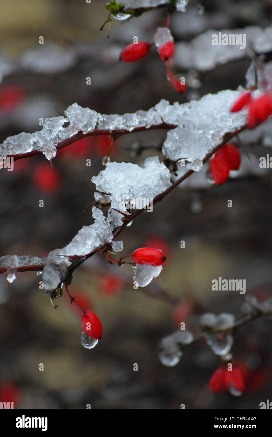 Rain drips on the snow-covered Barberry Stock Photo