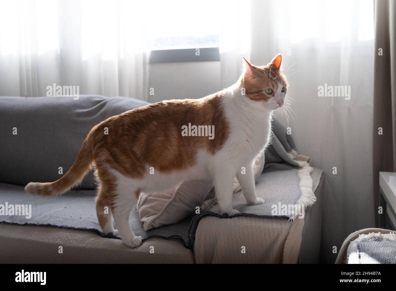 brown and white cat with yellow eyes standing on a sofa by the window ...