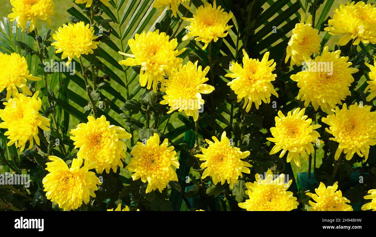 a yellow flower image with leafs bg Stock Photo