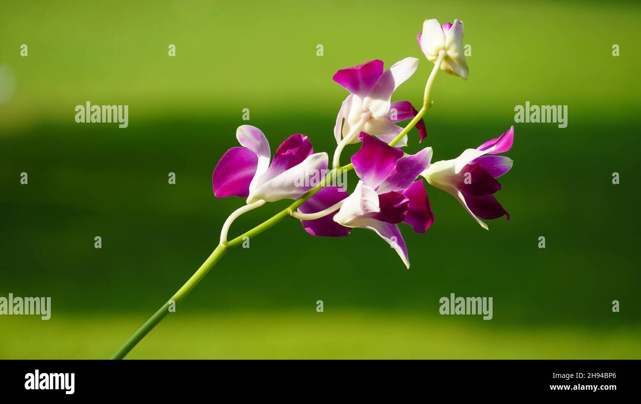 a purple flower image with green bg Stock Photo