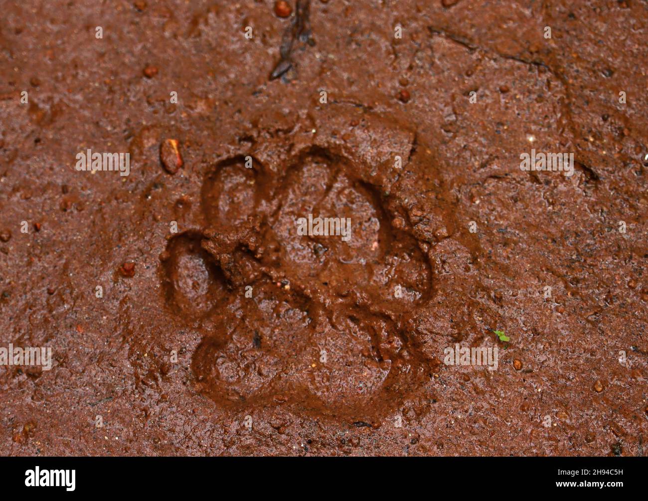 Footprint of a dog in the mud Stock Photo