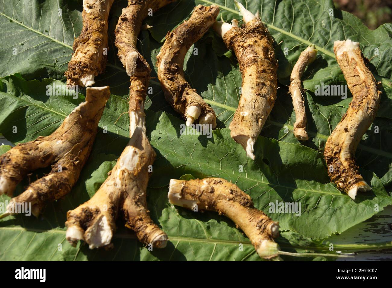 horseradish roots and green horseradish leaves are flat top view