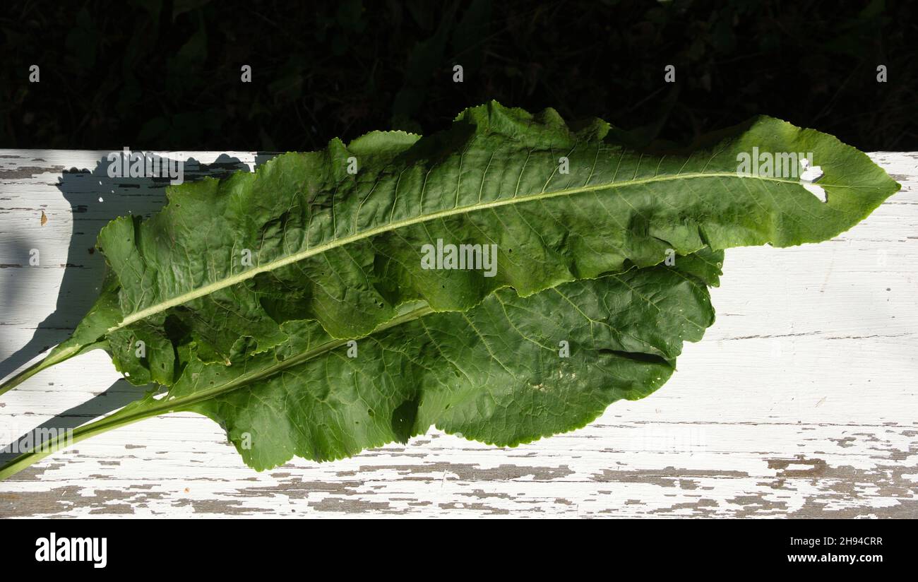 green horseradish leaves flat top view. Horseradish leaves are a strong