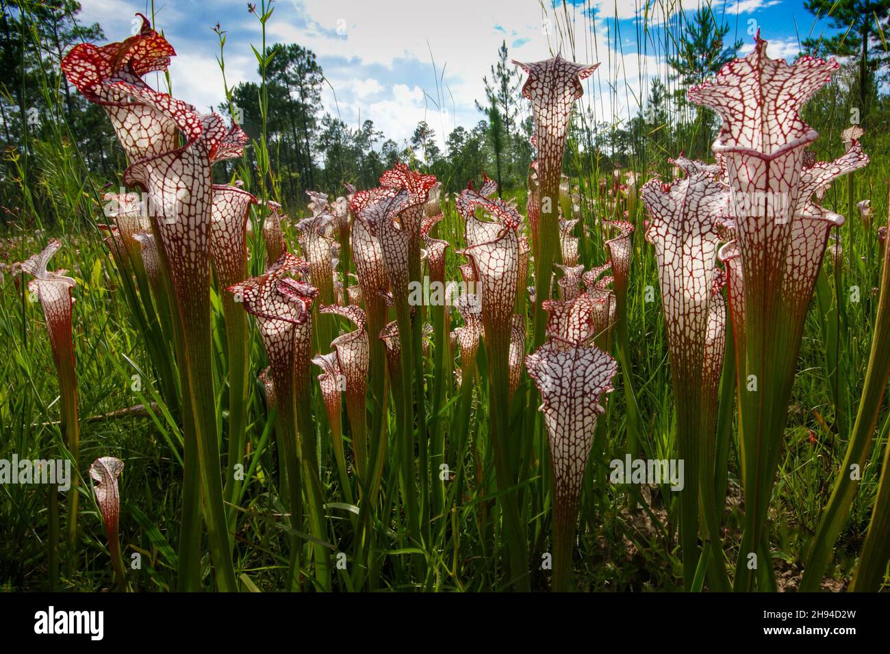 Pitchers of Sarracenia leucophylla, the white pitcher plant, USA Stock Photo