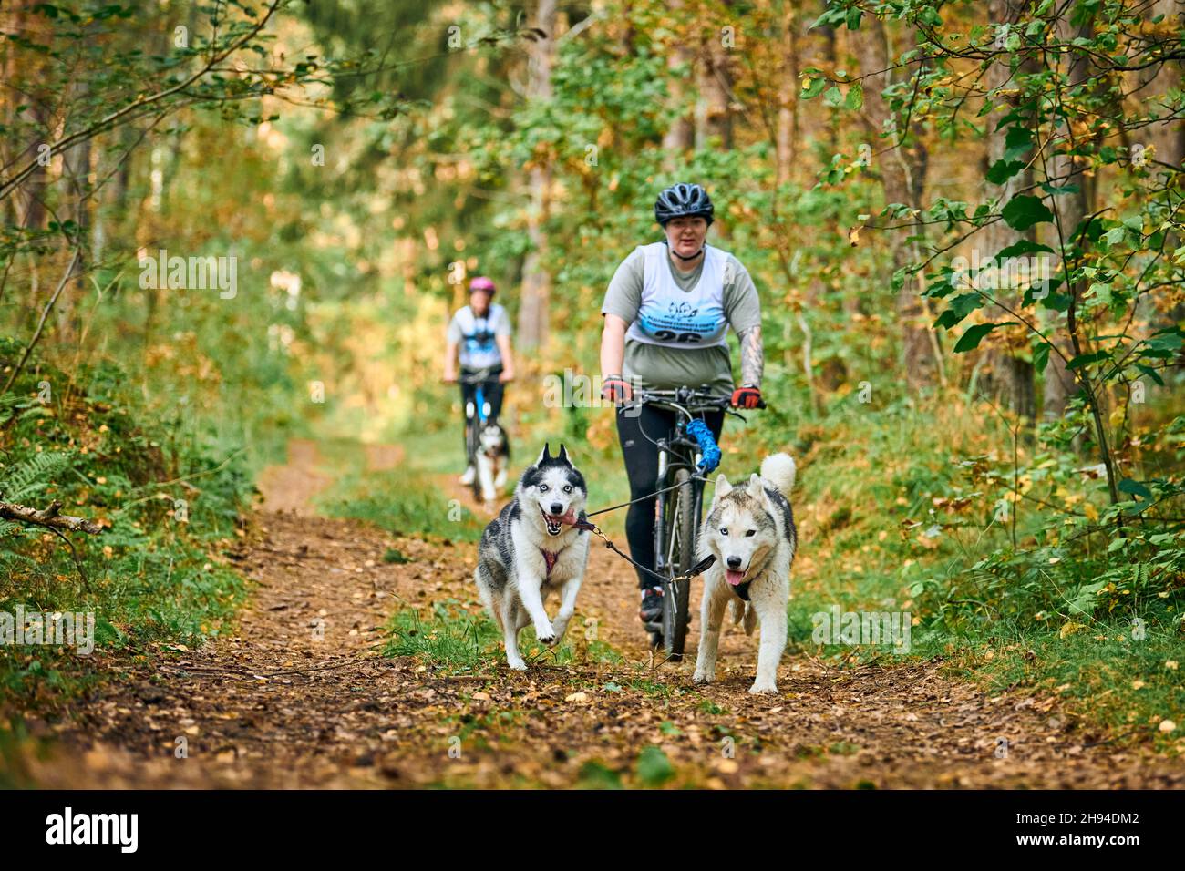 Bikejoring training hires stock photography and images Alamy