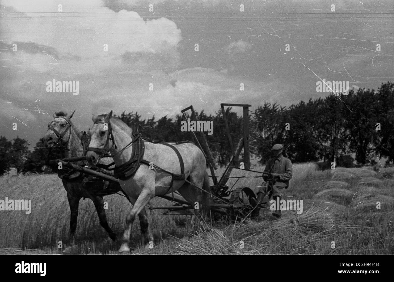 1947-07. Prace ¿niwne. Nz. rolnik kosi zbo¿e.  Dok³adny dzieñ wydarzenia nieustalony.  bk/ak  PAP      July 1947. Harvest - corn reaping.   bk/ak  PAP Stock Photo