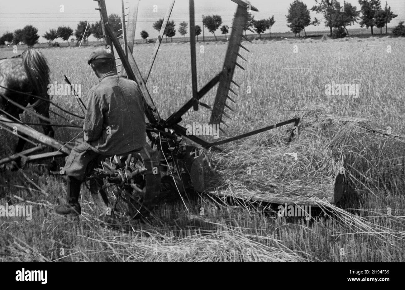 1947-07. Prace ¿niwne. Nz. rolnik kosi zbo¿e.  Dok³adny dzieñ wydarzenia nieustalony.  bk/ak  PAP      July, 1947. Harvest. Pictured: a farmer reaping corn.  bk/ak  PAP Stock Photo