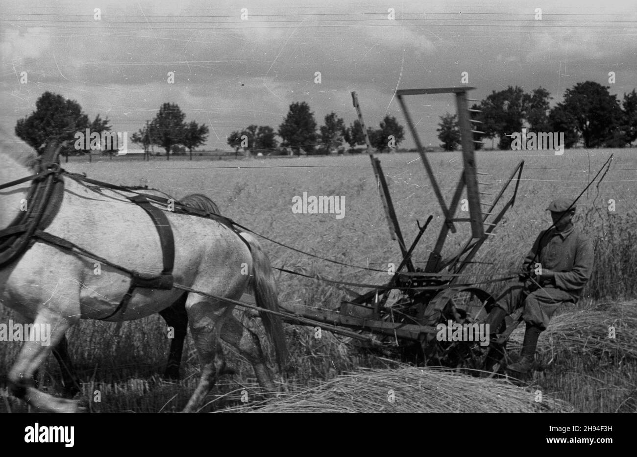 1947-07. Prace ¿niwne. Nz. rolnik kosi zbo¿e.  Dok³adny dzieñ wydarzenia nieustalony.  bk/ak  PAP      July 1947. A harvest works - mowing the corn.   bk/ak  PAP Stock Photo