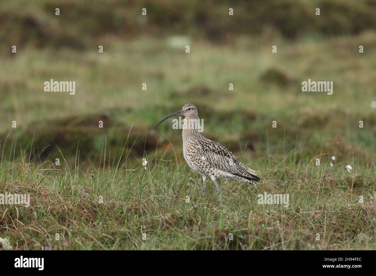 Curlew On Typical Breeding Habitat On North Uist The Island Is Covered curlew-on-typical-breeding-habitat-on-north-uist-the-island-is-covered