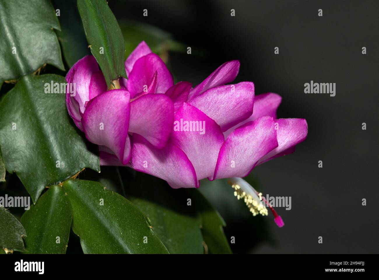 The flower of the Christmas Cactus is vivid and spectacular. These