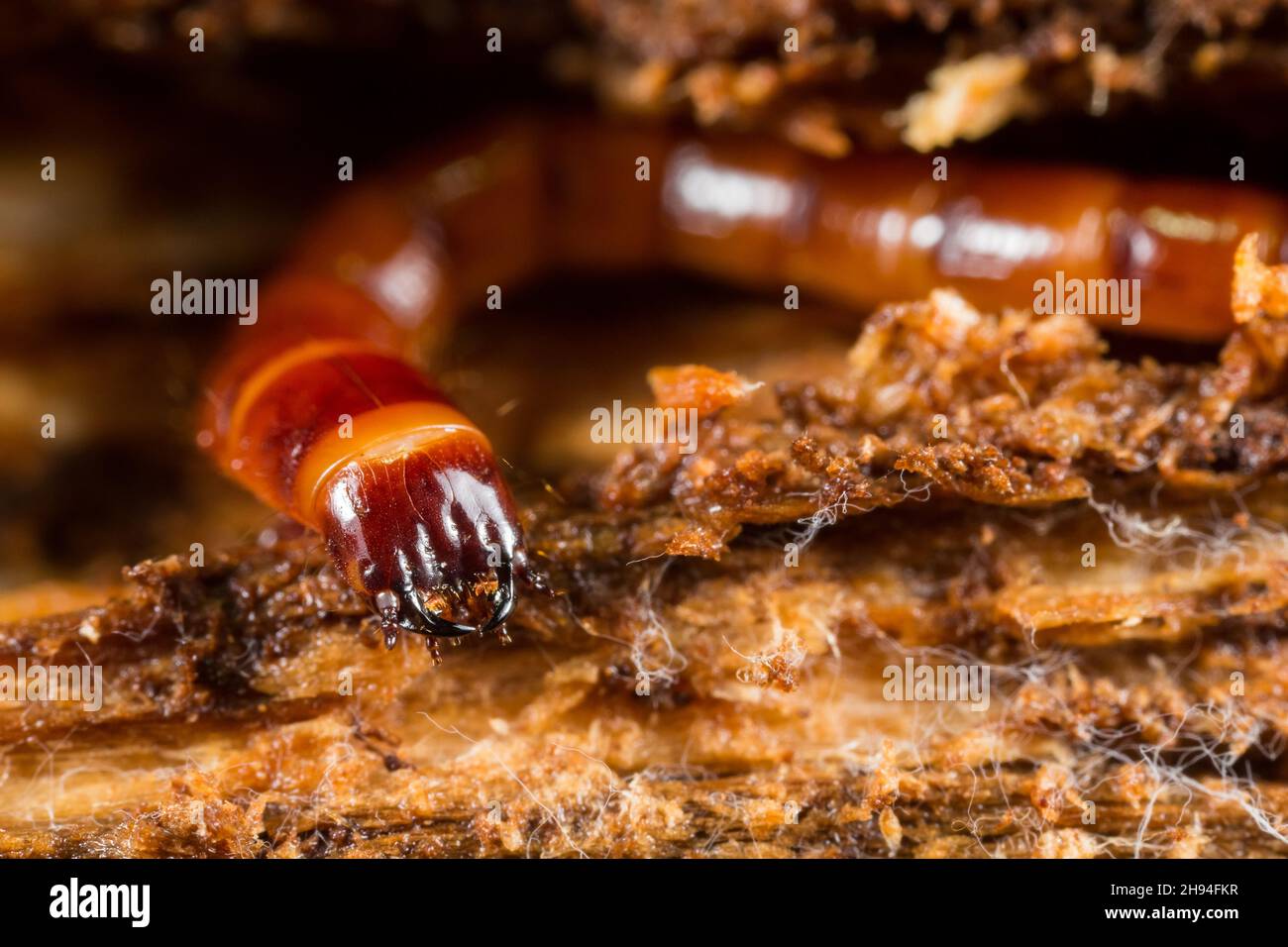 Click beetle larva Stock Photo Alamy