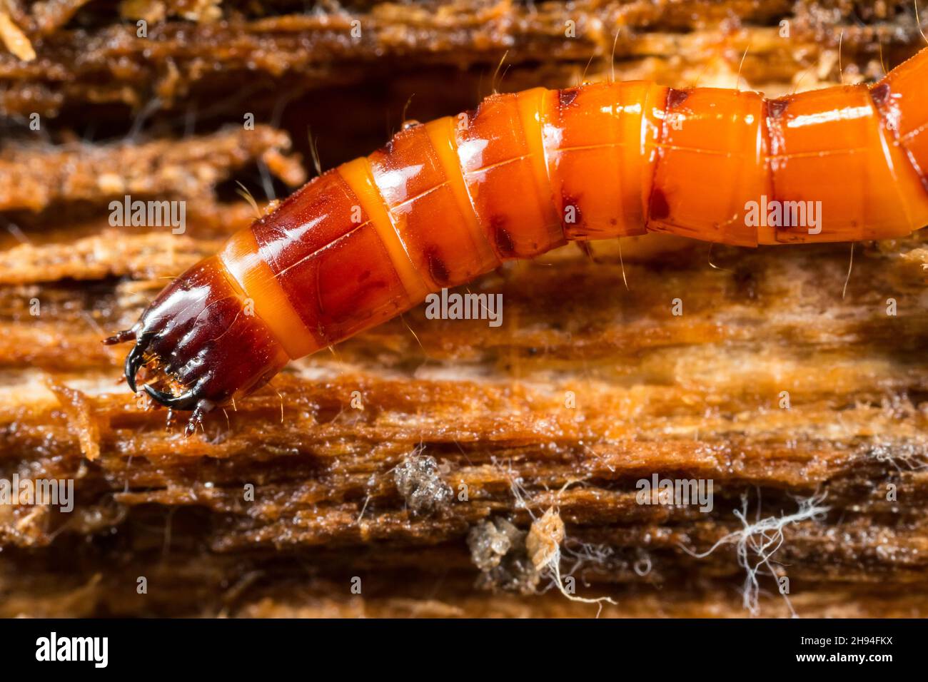 Click beetle larva Stock Photo Alamy