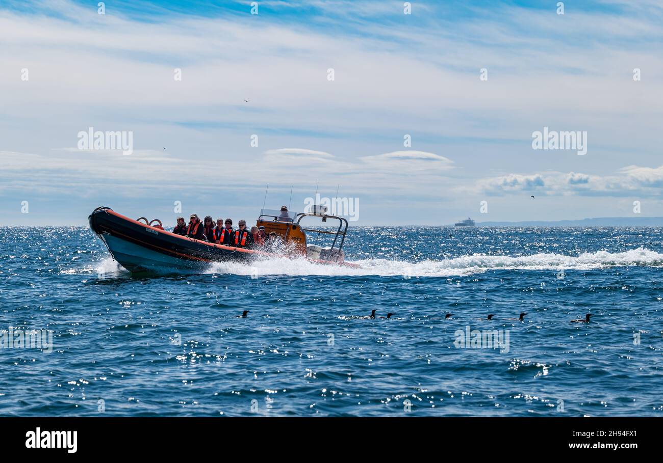 People in life vests in speeding rigid inflatable tourist boat with seabirds in water, Firth of Forth, Scotland, UK Stock Photo