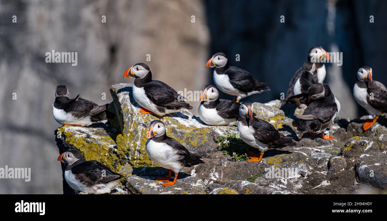 Puffins (Fratercula arctica) in seabird nature reserve, Isle of May, Scotland, UK Stock Photo