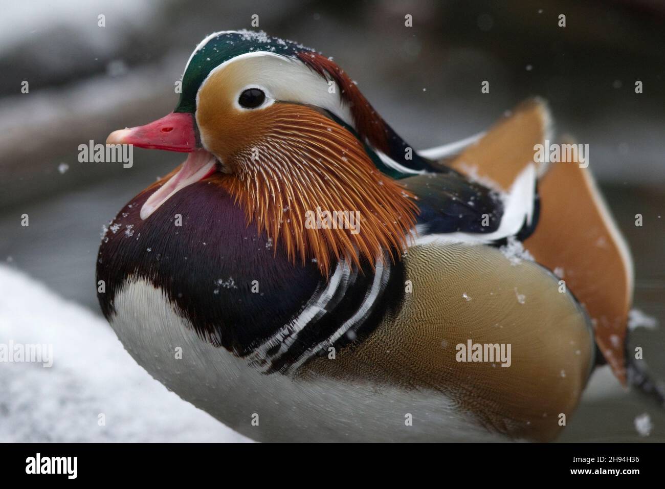 An adult male Mandarin Duck (Aix galericulata) is calling or is it only borred? Stock Photo