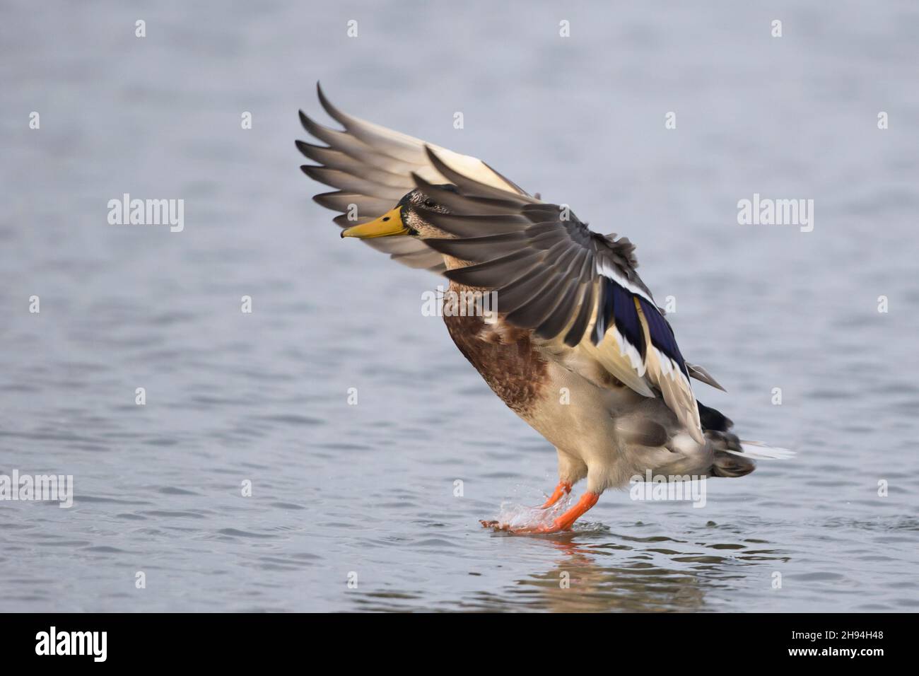 An adult male Mallard (Anas platyrhynchos) in transient plumage is landing Stock Photo