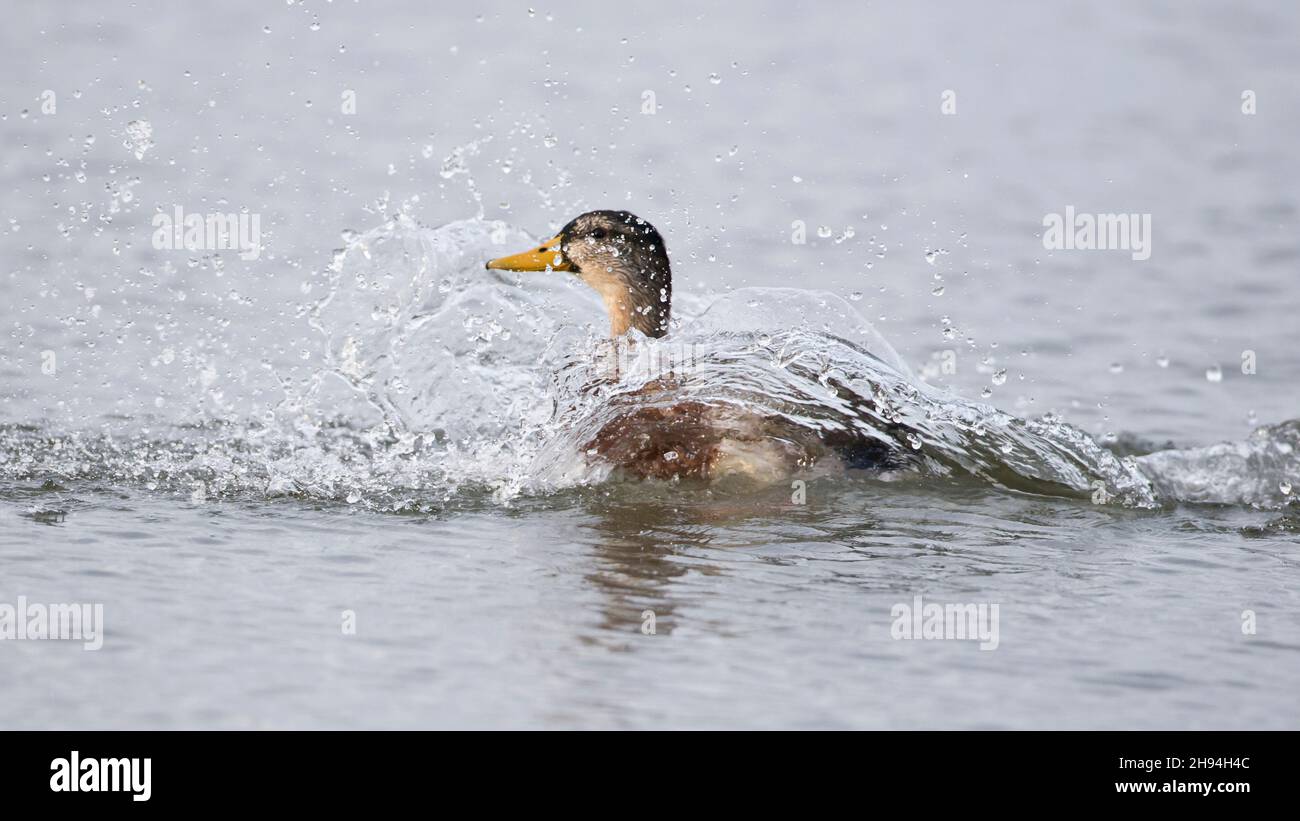 An adult male Mallard (Anas platyrhynchos) in transient plumage is landing with a big splash Stock Photo