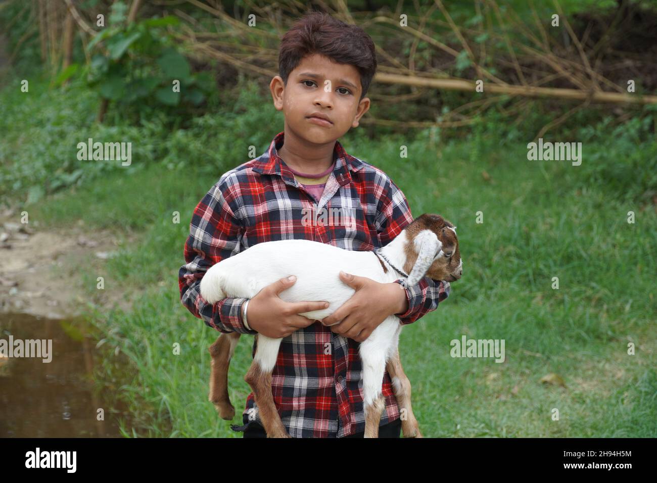 A boy holds a baby goat in his hand Stock Photo Alamy