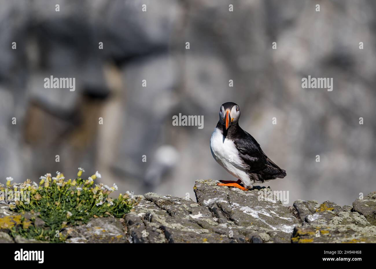 Solitary puffin (Fratercula arctica) on rock clifftop in seabird nature reserve, Isle of May, Scotland, UK Stock Photo