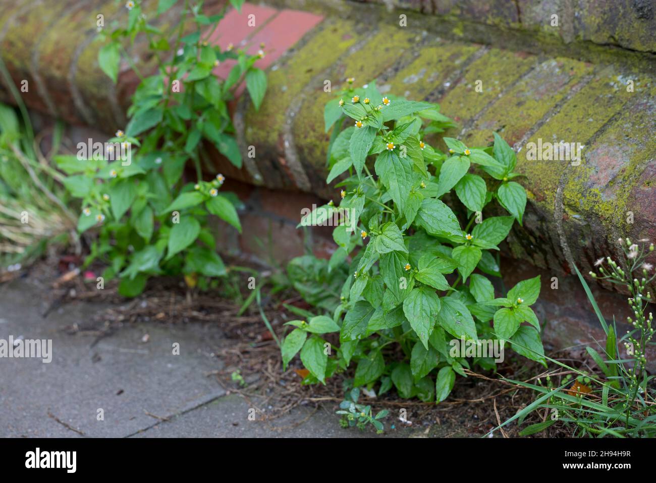 Kleinblütiges Knopfkraut, Kleinblütiges Franzosenkraut, Kleines Knopfkraut, Knopfkraut, Franzosenkraut, Galinsoga parviflora, gallant soldier, quickwe Stock Photo