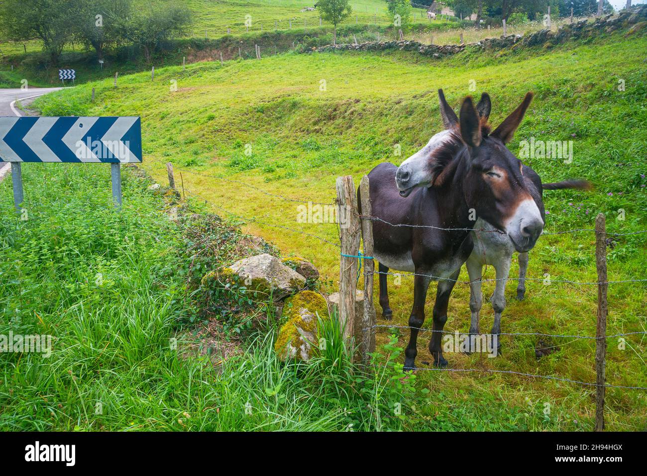 Two donkeys in a meadow. Iguña valley, Cantabria, Spain. Stock Photo
