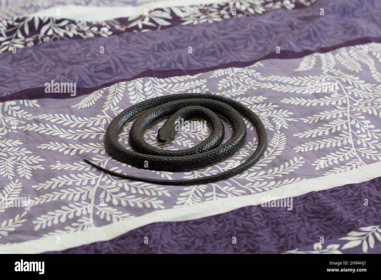 A black poisonous snake crawling into the apartment in the bedroom on the bed. Stock Photo