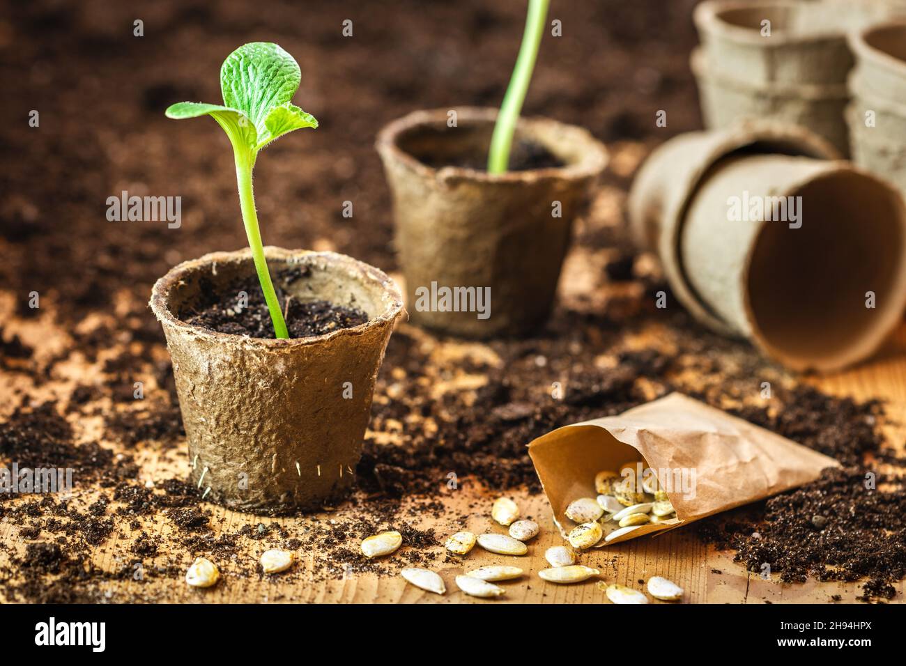 Planting and germinating pumpkin seeds in biodegradable peat pots. Small green seedling for vegetable garden Stock Photo