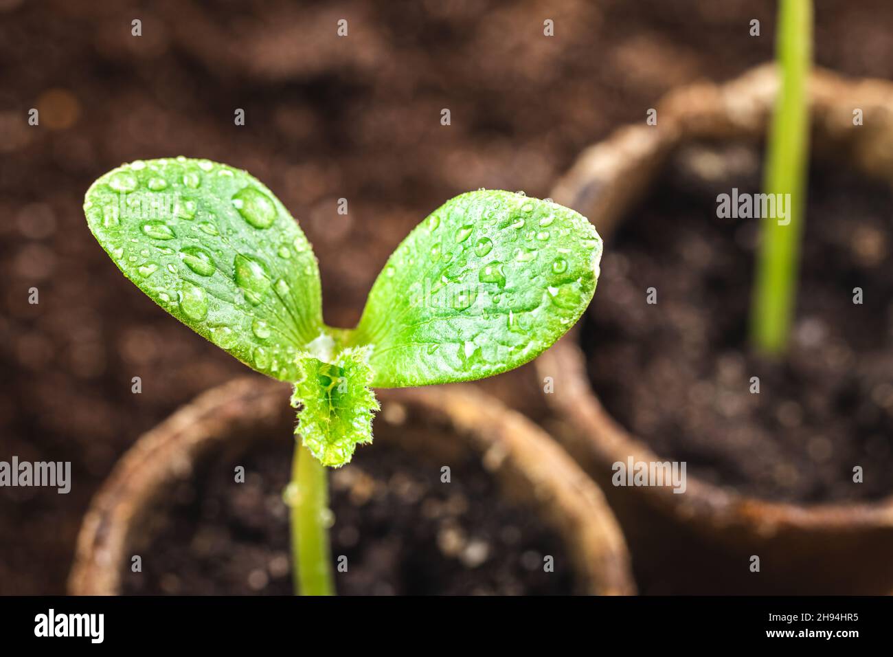 Close-up leaf of seedling with water drops. Growth planted pumpkin plant in biodegradable peat pot in vegetable garden Stock Photo