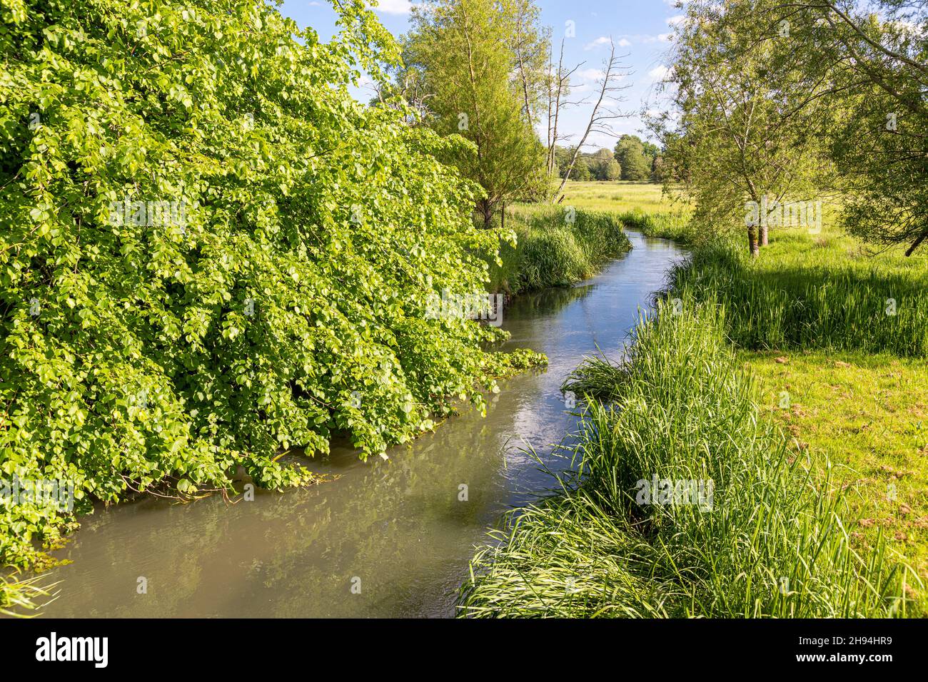 Lush growth in June beside the River Coln in the Cotswold village of Coln St Dennis, Gloucestershire UK Stock Photo
