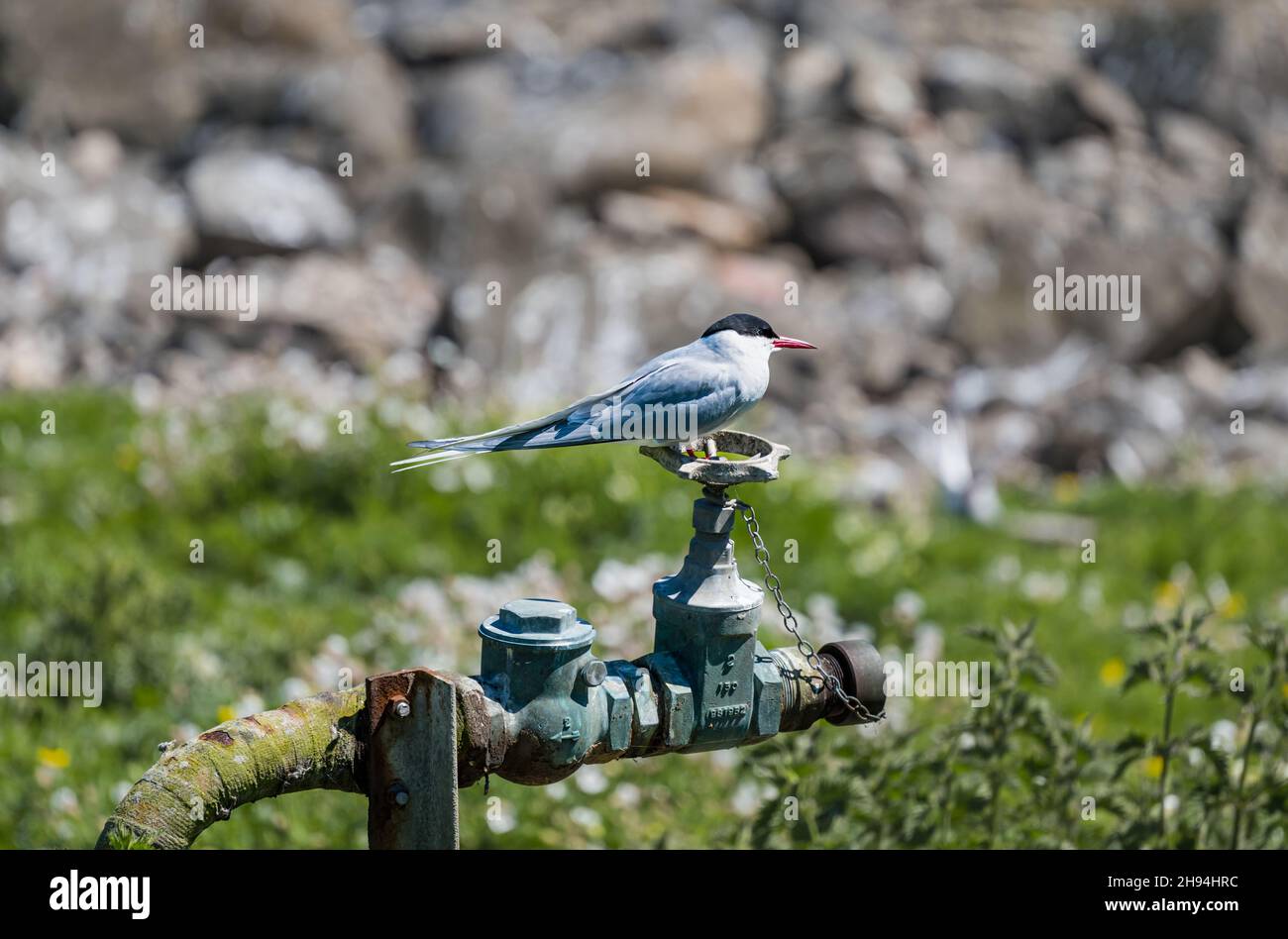 An Arctic tern (Sterna paradisaea) sitting on an old tap in sunshine, Isle of May, Scotland, UK Stock Photo
