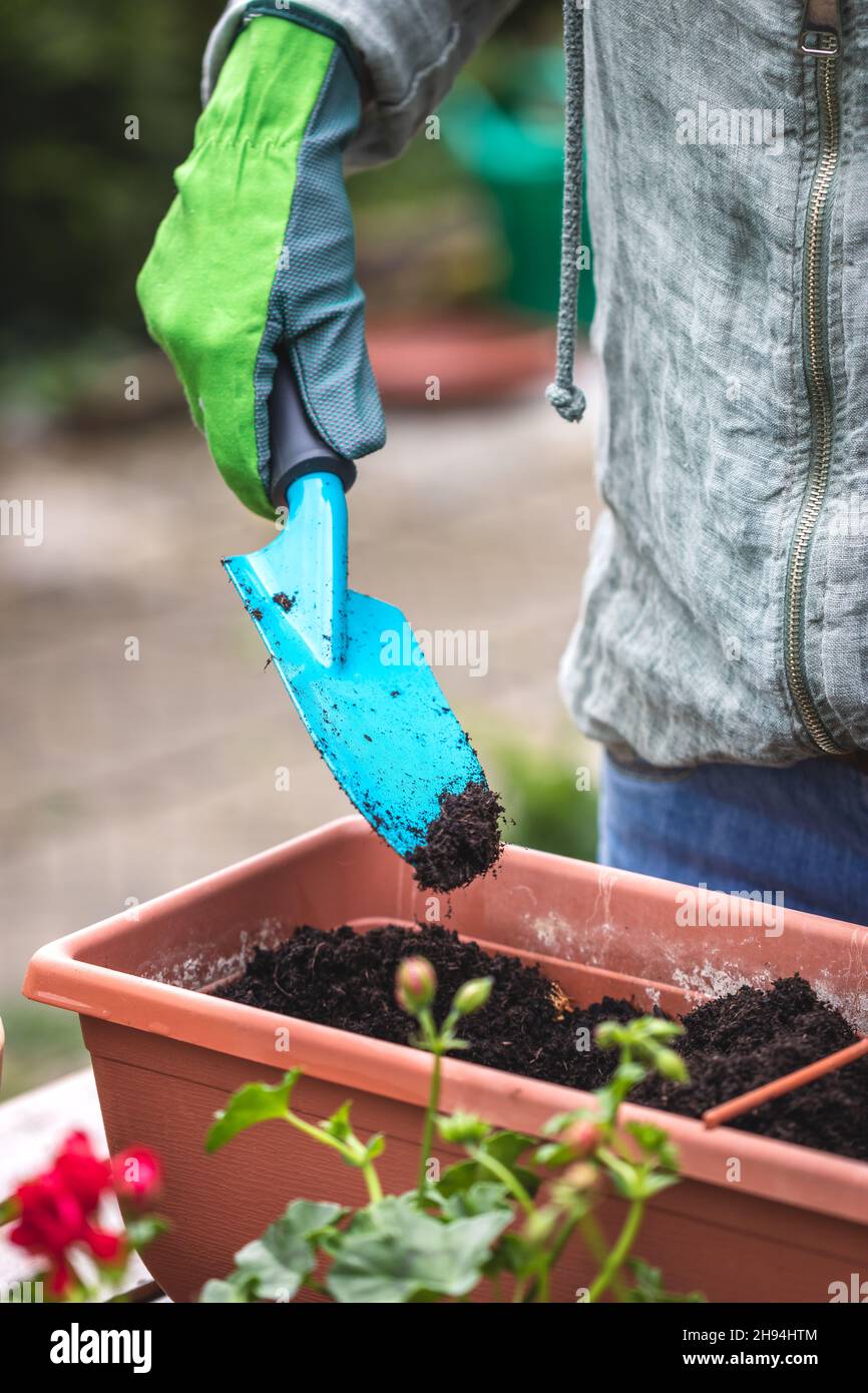 Putting soil or compost into flower pot by shovel. Woman with glove planting flowers. Gardening at spring Stock Photo