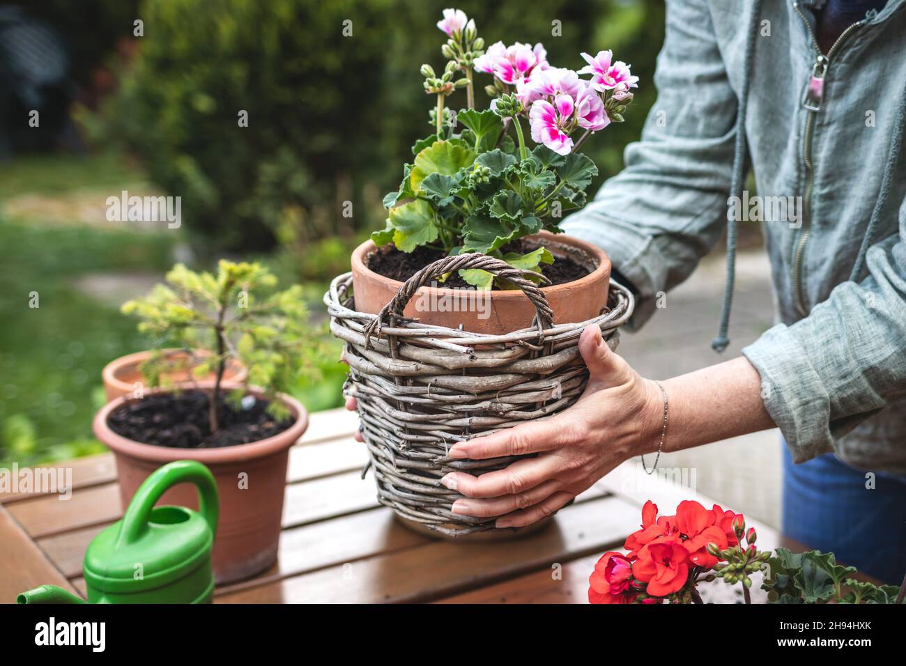 Florist arranging flower pot with geranium plant in wicker basket. Gardening and planting in spring Stock Photo