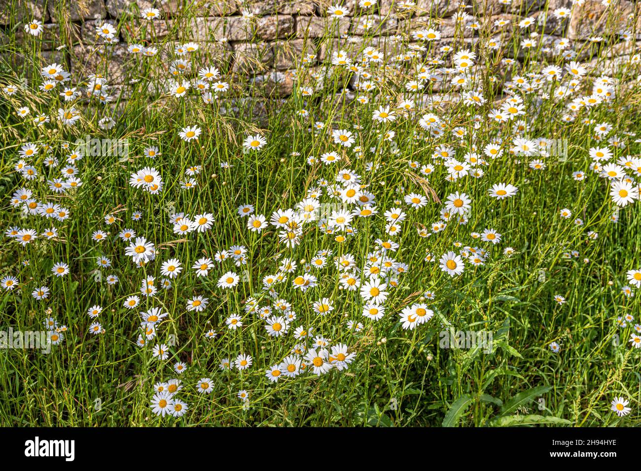 Oxeye daisies flowering in June beside a dry stone wall in the Cotswold village of Winson, Gloucestershire UK Stock Photo
