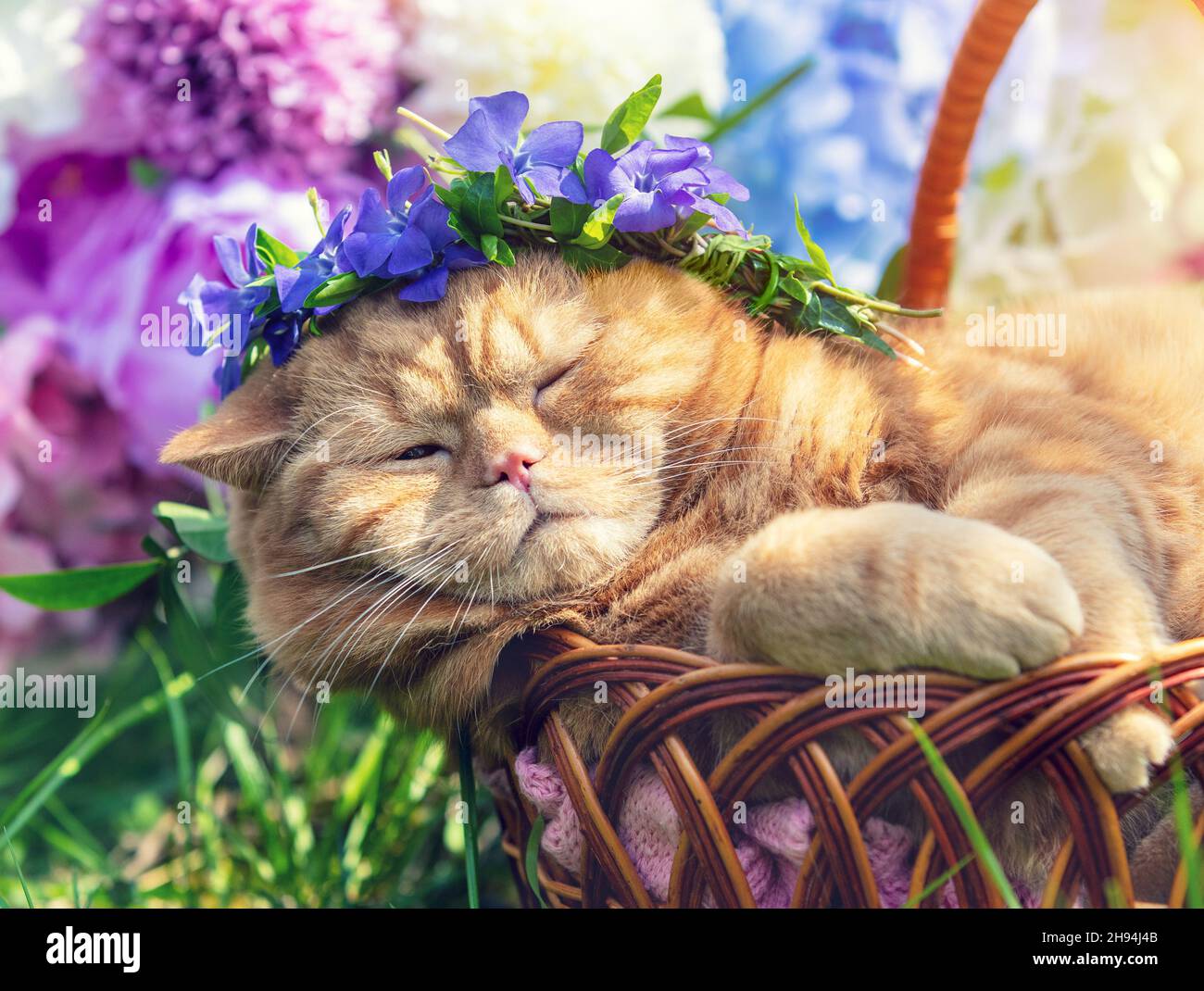 Kitten sleeping flowers hi-res stock photography and images - Alamy