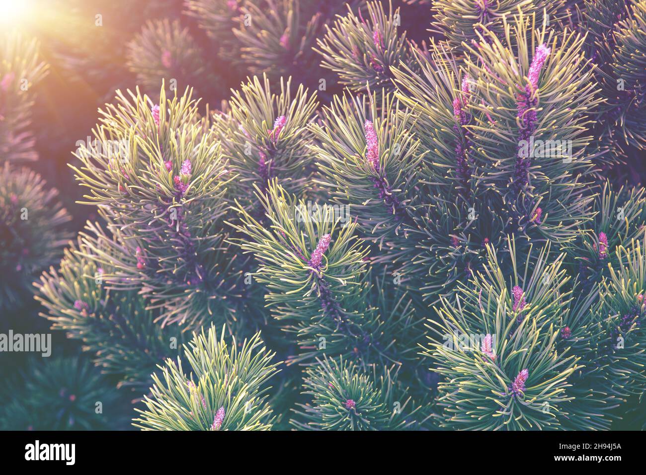 Young shoots and pine cones. Branches of a pine tree in spring Stock Photo