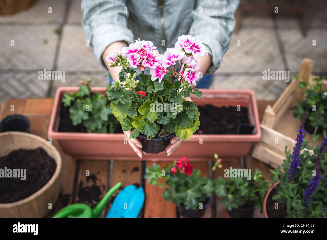 Planting geranium seedling on table. Woman holding pink pelargonium flower in hands. Gardening at springtime Stock Photo