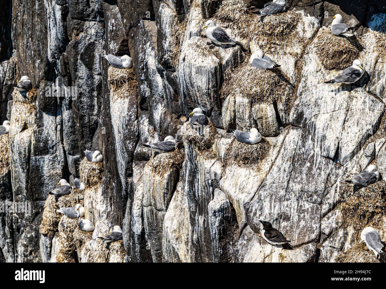 Kittwakes (Rissa tridactyla) nesting on sheer cliff, Isle of May, Scotland, UK Stock Photo